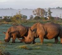 Rhino!